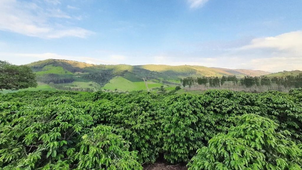 Cafés do Vale da Grama chegam ao Mercadão de São Paulo